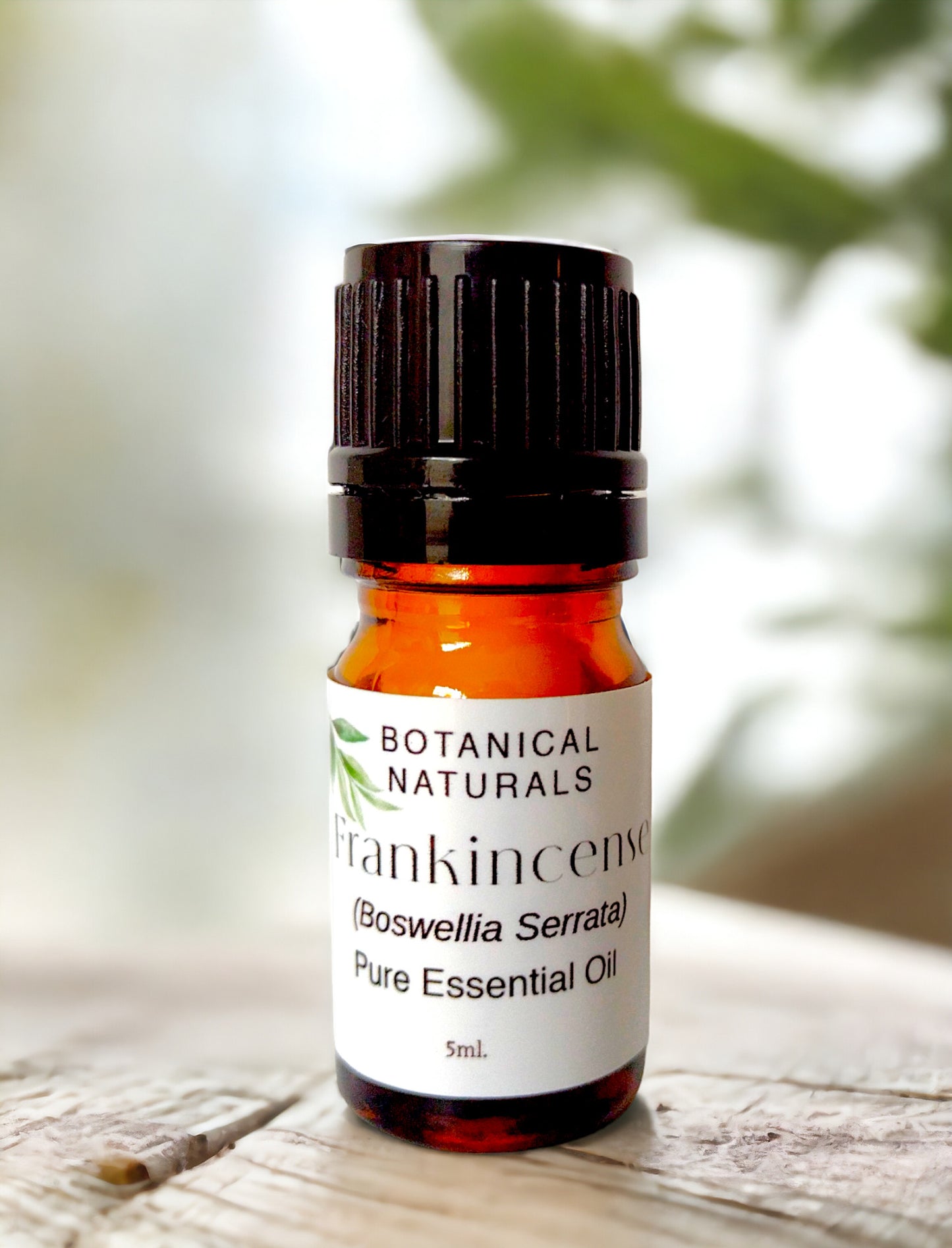 Frankincese Essential Oil Serrata Boswellia