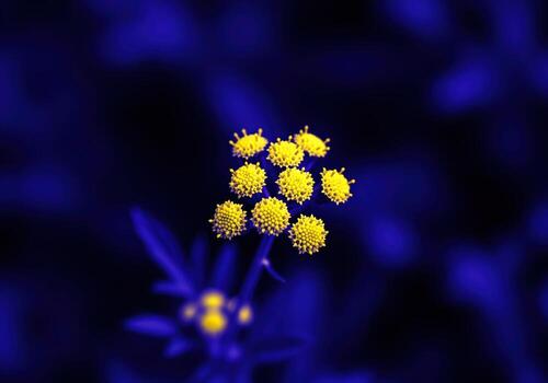 Blue Tansy - The Calming Botanical Behind Our Sea Minerals Collection