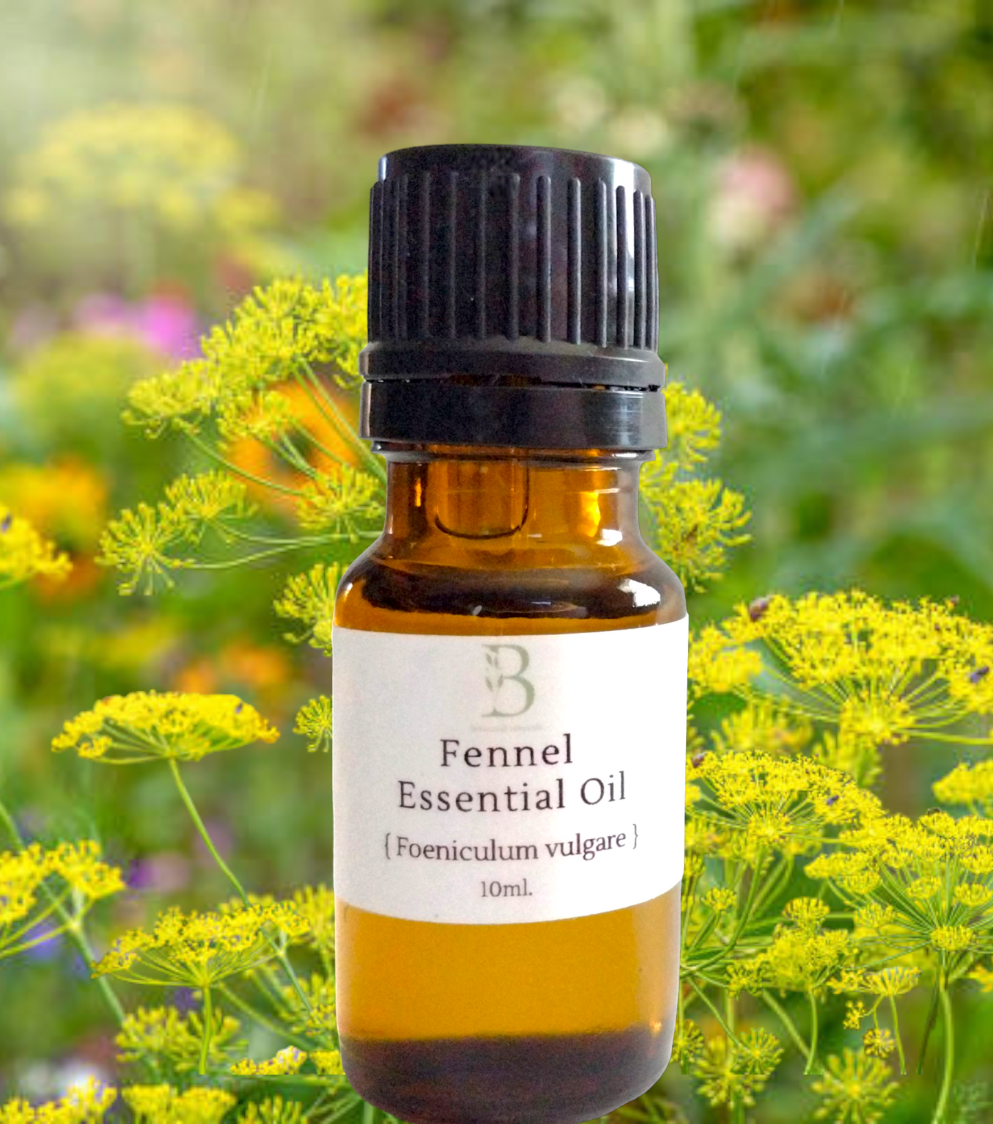 Fennel Essential Oil (Foeniculum vulgare)