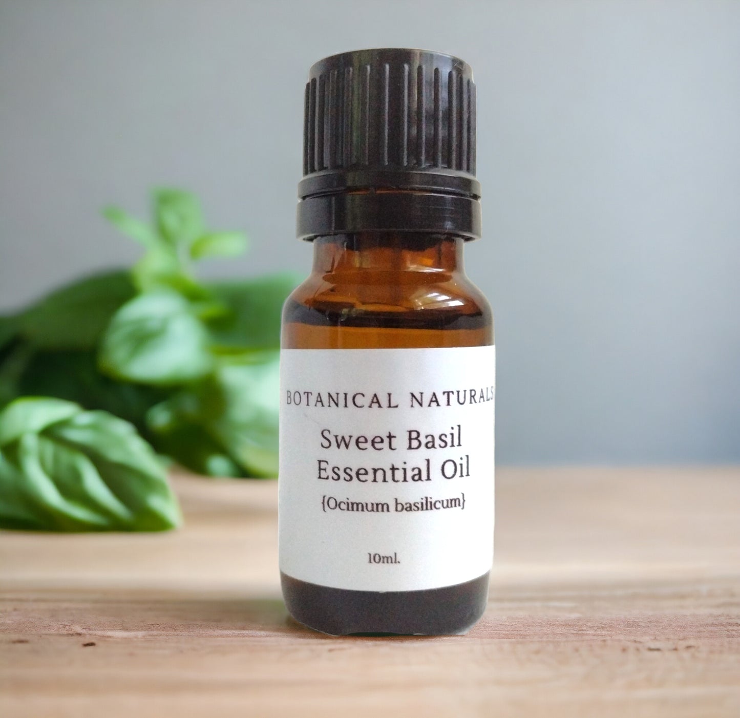 Sweet Basil Essential Oil (Ocimum basilicum) – India